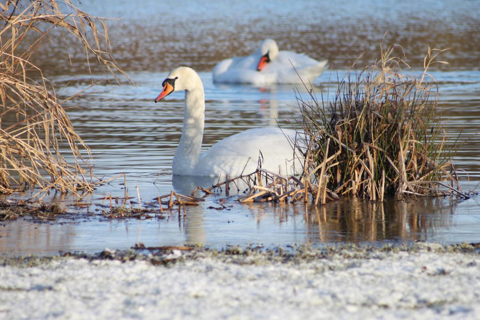 Woodpecker Lodge - Brook Meadow - Sleeps 4 Plus 2 - No Pets Market Harborough Buitenkant foto