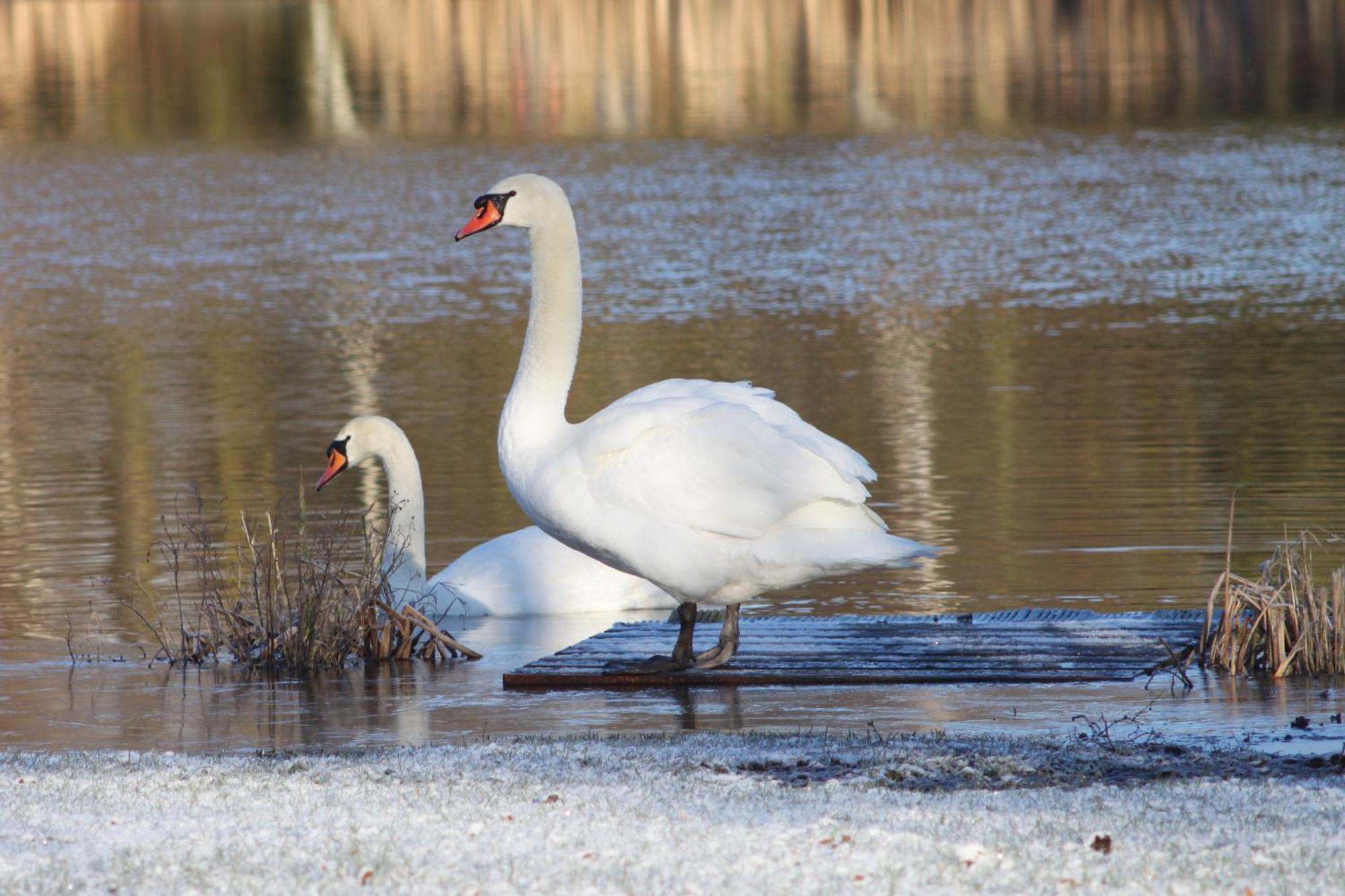 Woodpecker Lodge - Brook Meadow - Sleeps 4 Plus 2 - No Pets Market Harborough Buitenkant foto